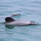 Currently, there are only 57 M?ui dolphins remaining.