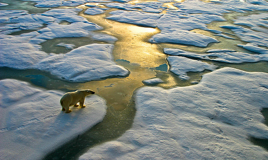 Polar bear on a wide surface of ice in the russian arctic close to Franz Josef Land.