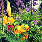 Columbia Gorge wildflowers