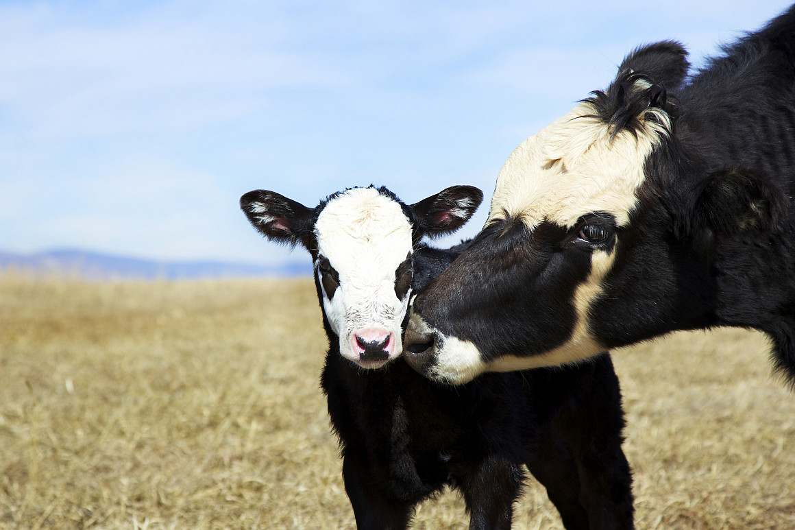 A cow cleaning up her young calf.