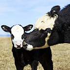 A cow cleaning up her young calf.