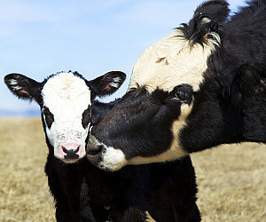 A cow cleaning up her young calf.
