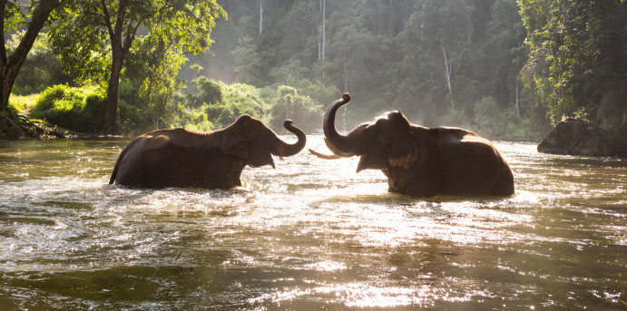 CALS Launches International Wildlife Clinic