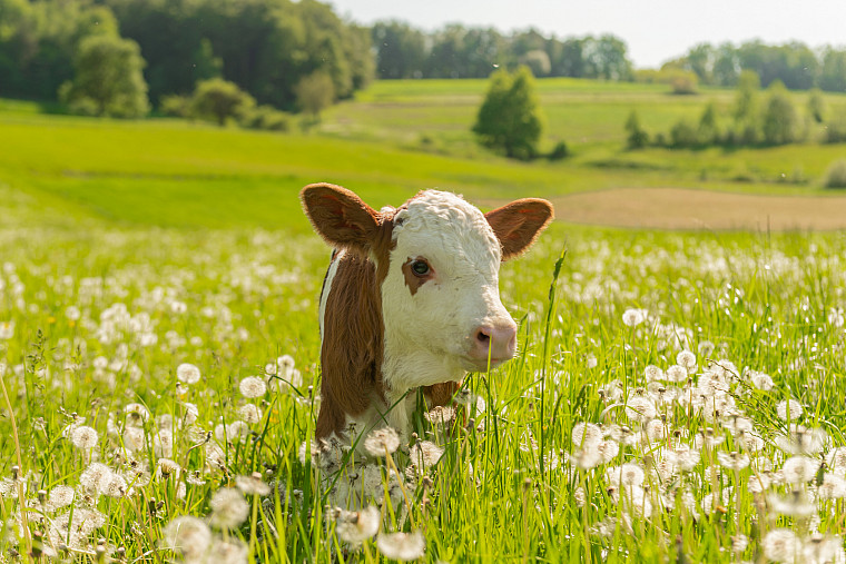 Portrait of little calf on grass field