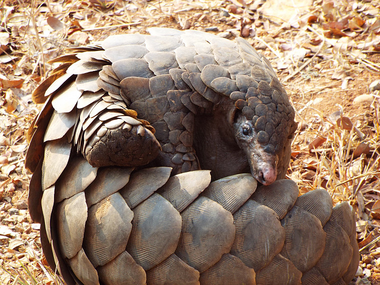 Pangolins are the world's most trafficked mammal.