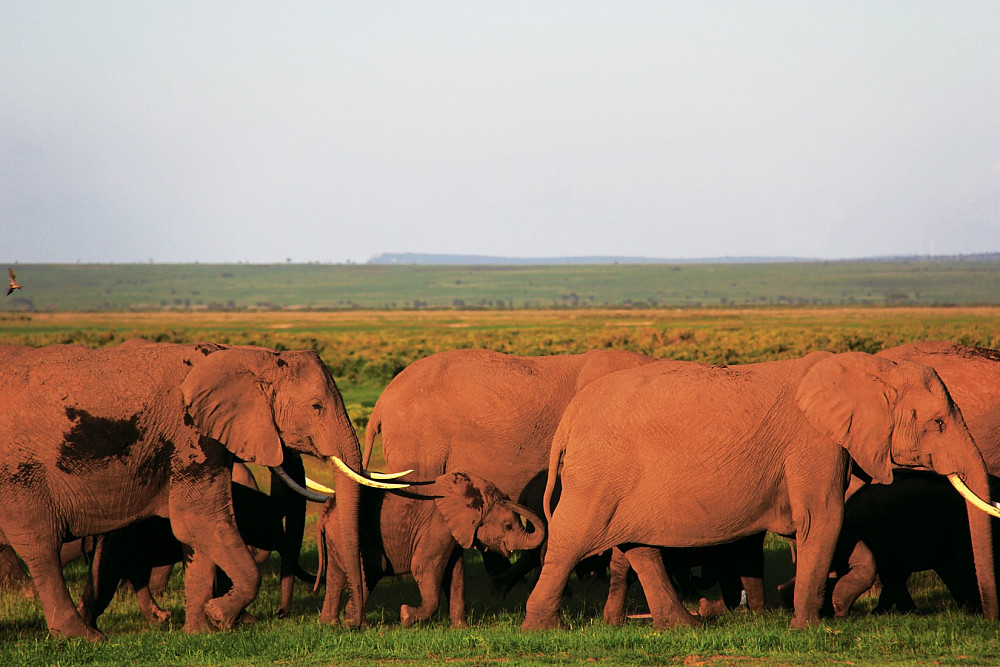 A herd of elephants in Amboseli National Park in December 2013. Since 1972, the elephants of Amboseli have been the subjects of the longe...