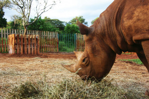 Maxwell, a blind orphan black rhinoceros, at the David Sheldrick Wildlife Trust.