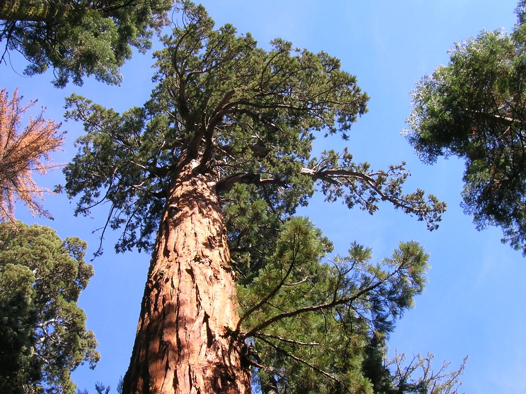 Nelder Grove Sequoia