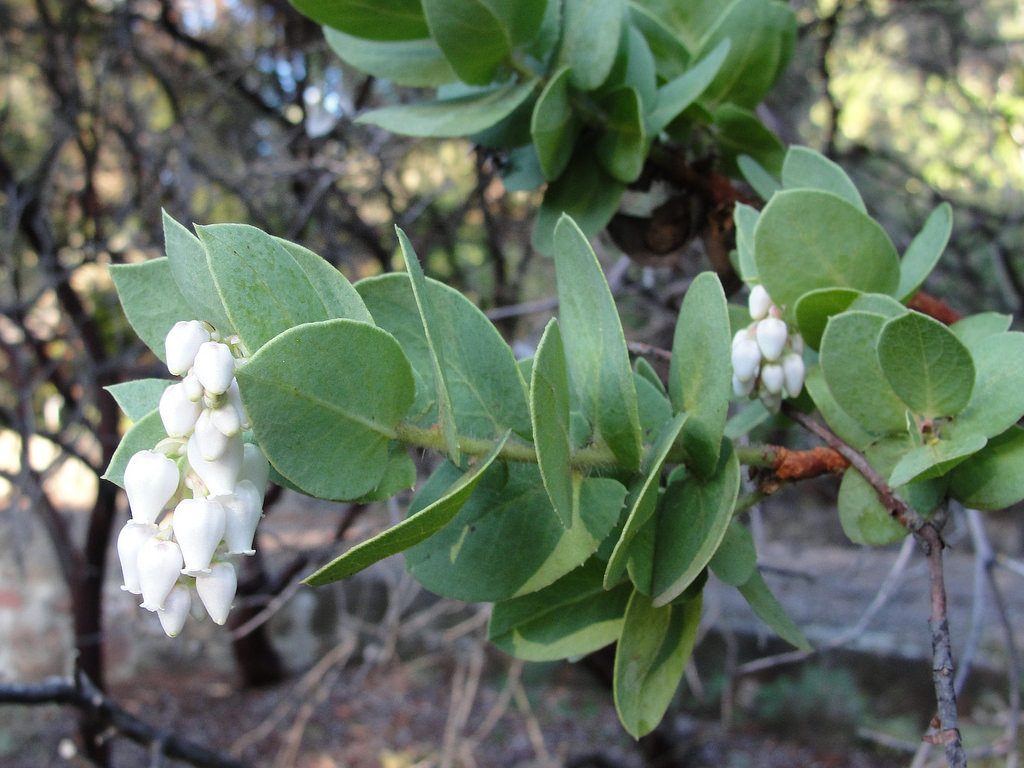 Refugio manzanita