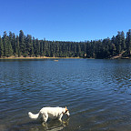 Peggy getting a drink from Walton Lake with many of the targeted firs in the background.