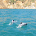 Maui dolphins