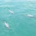 Three Maui Dolphins swimming in the ocean.
