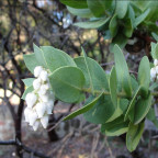 Refugio manzanita