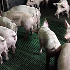 Hogs in a CAFO