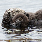 Photo by Mike Baird. CC-BY-2.0