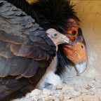Condor and chick