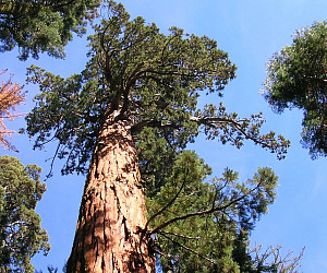 Nelder Grove Sequoia