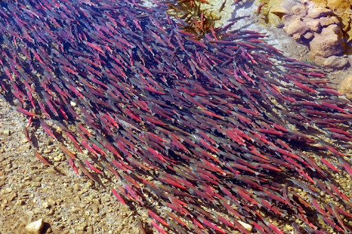 Salmon Cold Water Refugia