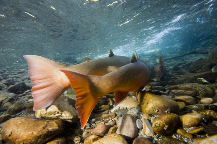 Bull Trout