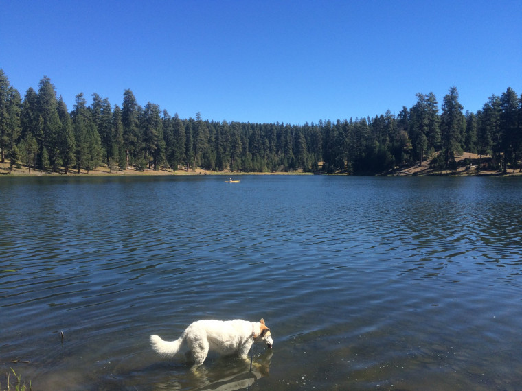 Peggy getting a drink from Walton Lake with many of the targeted firs in the background.