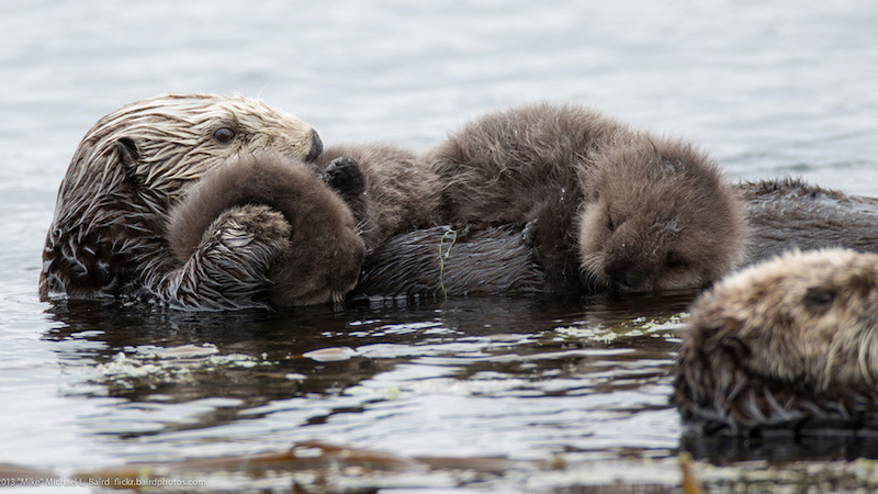 Photo by Mike Baird. CC-BY-2.0