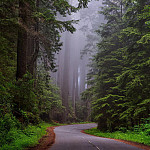 Winding forest road
