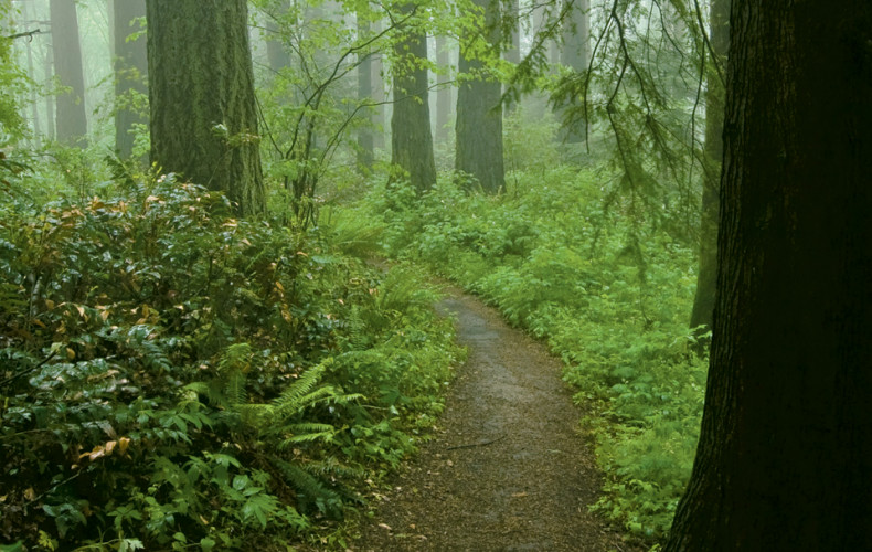 One of the forest paths adjacent to the Law School in Tryon Forest State Park.