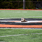 River otter plush sitting in the middle of the football field.