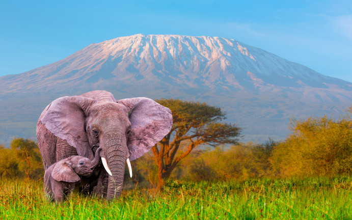 Mother Elephant and Calf grazing at Amboseli with Kilimanjaro